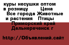 куры несушки.оптом 160 в розницу 200 › Цена ­ 200 - Все города Животные и растения » Птицы   . Приморский край,Дальнереченск г.